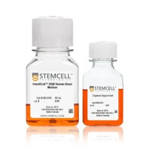 human intestinal organoids