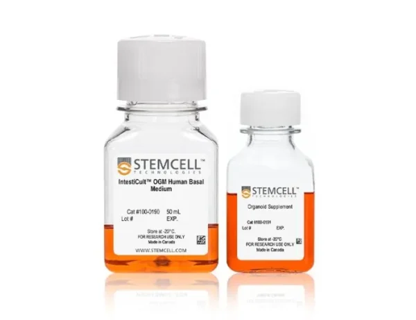 human intestinal organoids