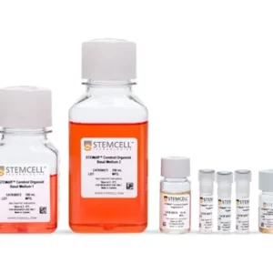 human cerebral organoids