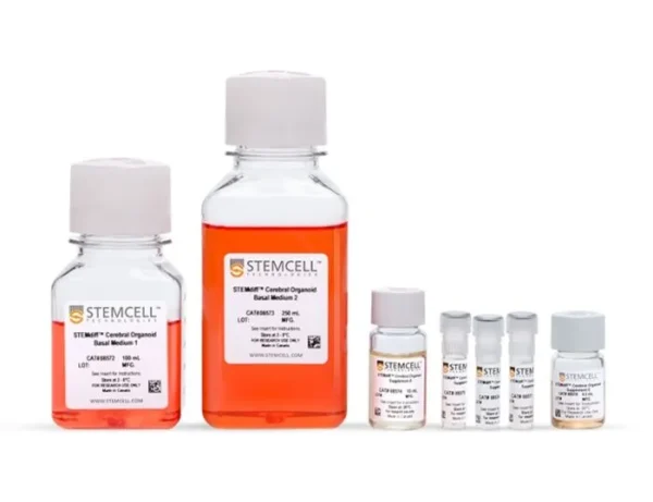 human cerebral organoids
