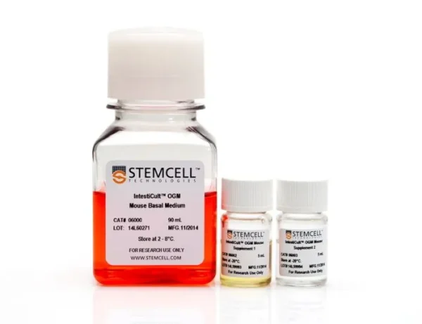 mouse intestinal organoids