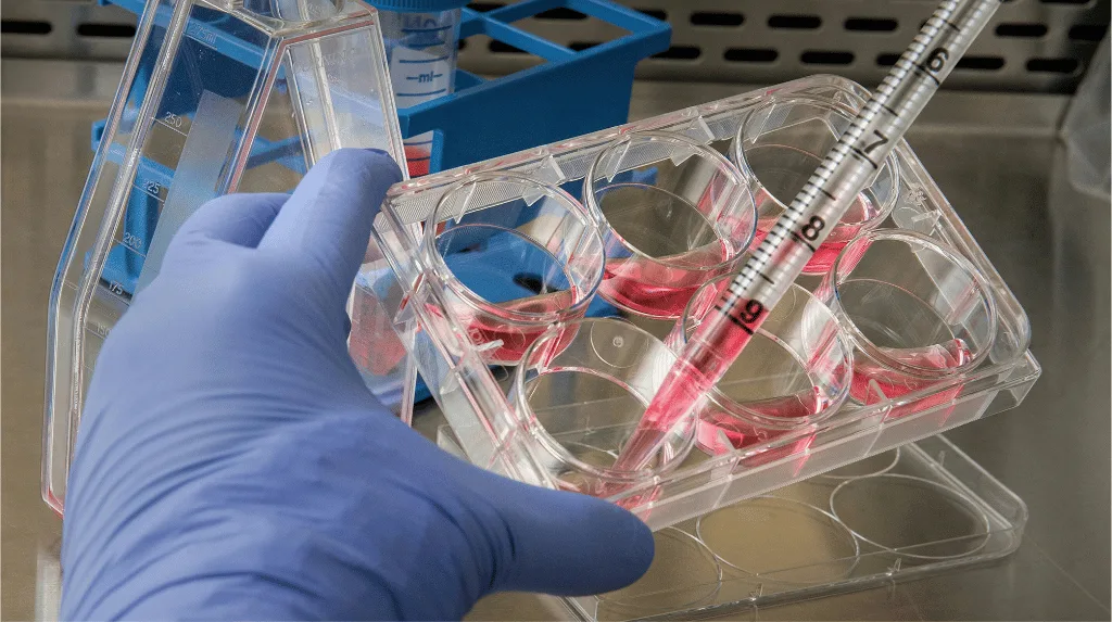 primary and cultured cells