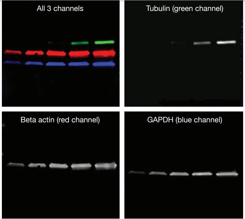 Fluorescent-western-blot