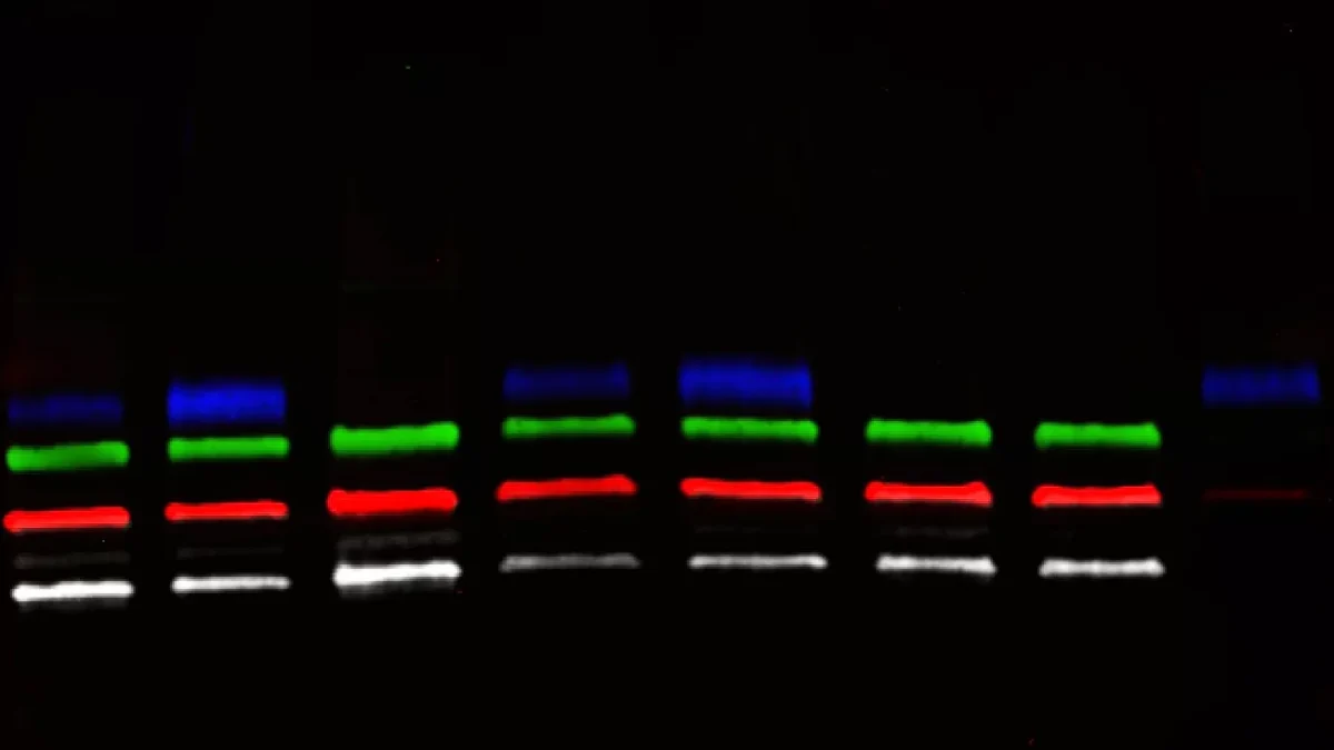 4-Color-Blot-Contrast