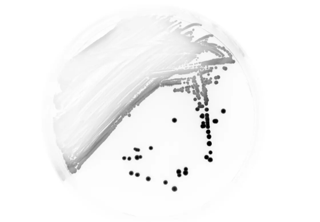 Imaging Bacterial Colonies