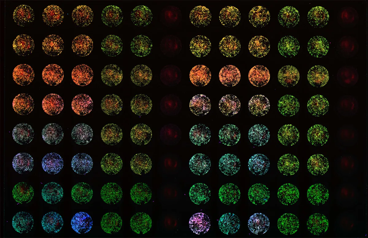 In-Cell-Western-3-Channel-Sapphire