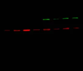 Multiplex-Westerns-1.9